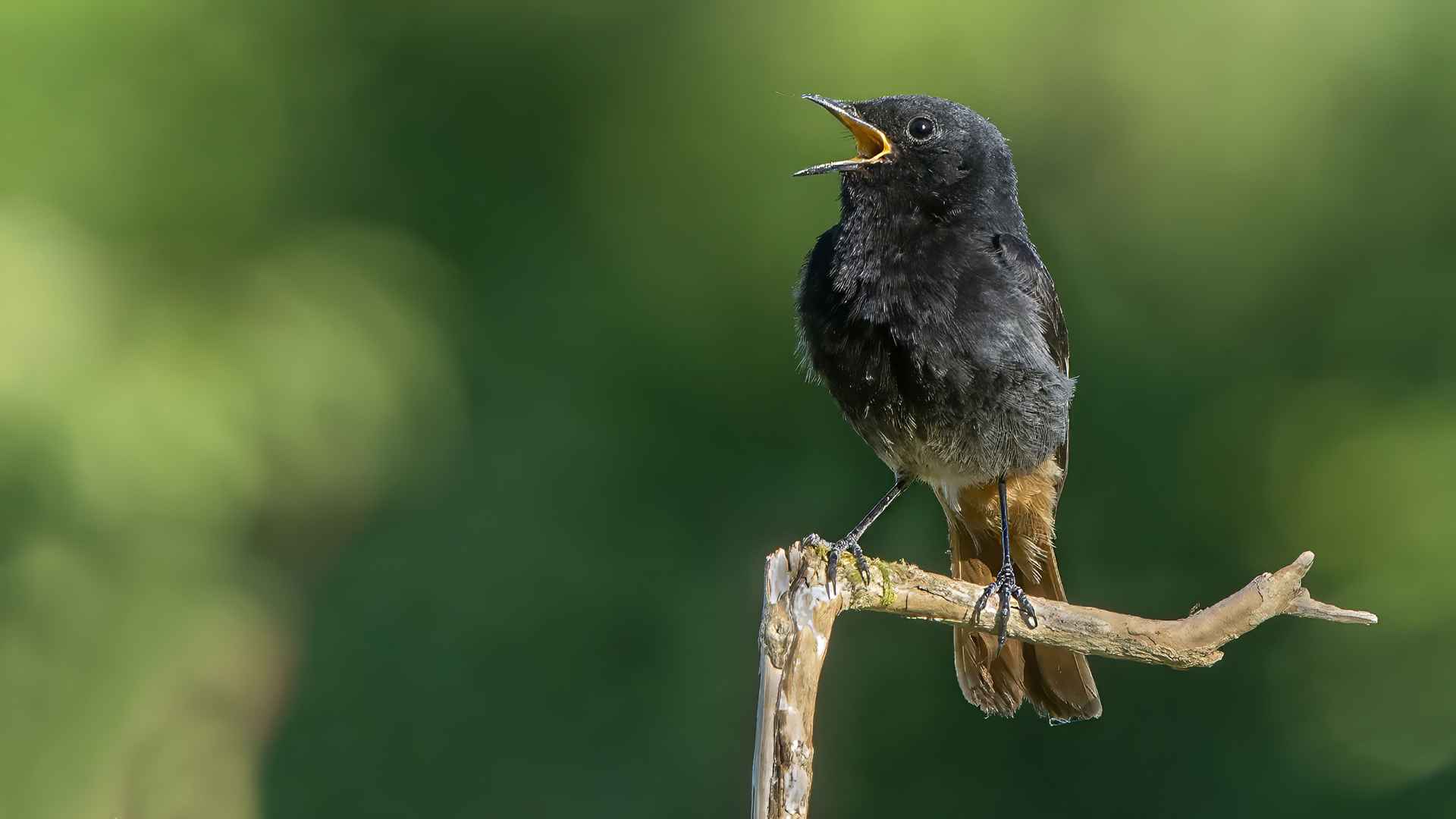 Black Redstart